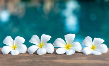 Tropikal frangipani beyaz çiçek çiçek spa Yüzme Havuz kenarında. Kopya alanı.