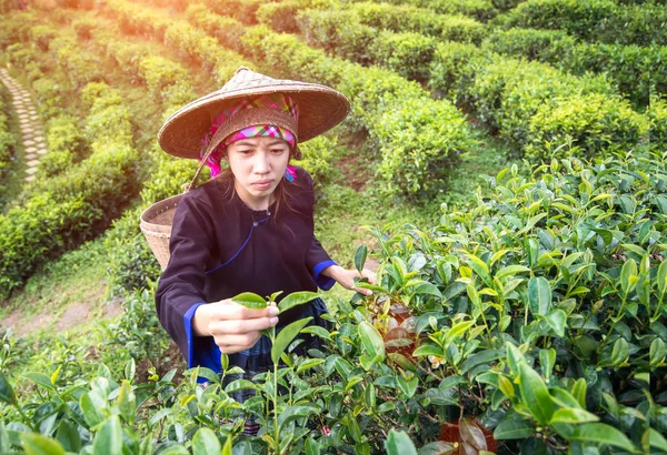 Le donne asiatiche raccoglievano foglie di tè in una piantagione di tè, natura di sfondo . — Foto Stock