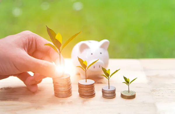 Man hand holding  coin money cover growing plant and piggy bank with money coins in saving money.  Investment and Saving Concept