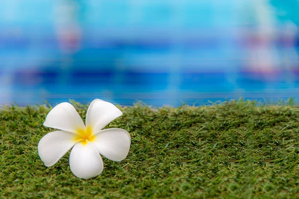 Plumeria Blumen Spa Der Nähe Von Schwimmbad Entspannen Und Gesunde — Stockfoto
