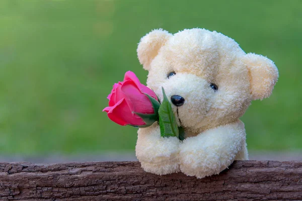 Χαριτωμένο Αρκουδάκι Κρατούσε Ένα Κόκκινο Τριαντάφυλλο Στα Όπλα Ξύλινα Φόντο — Φωτογραφία Αρχείου
