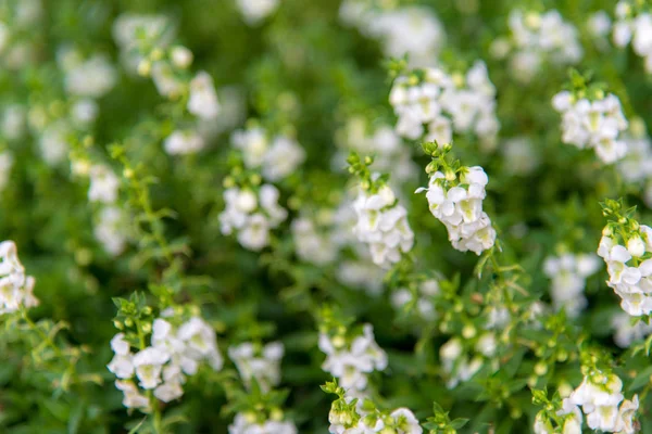 Pole Bílé Květiny Zelené Listy Zaměření Zahrady Zvolte — Stock fotografie