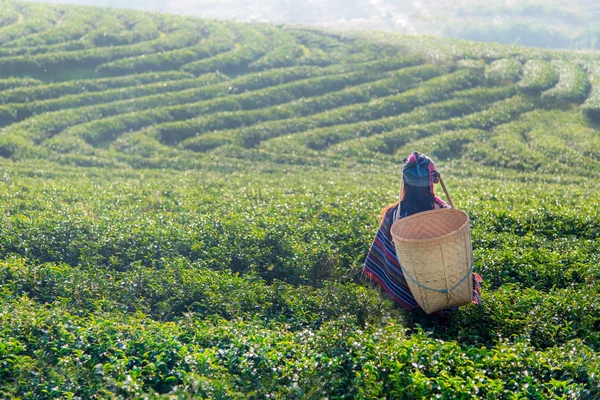 Lavoratrici Asiatiche Raccoglievano Foglie Tradizioni Una Piantagione Nella Natura Del — Foto Stock