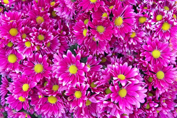 菊ピンクの花背景 — ストック写真