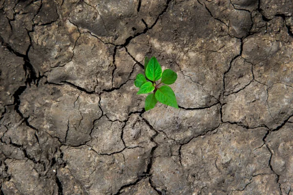 绿色世界的新生活 绿色植物生长在干旱的土壤和开裂的地面或死土 生态学概念 — 图库照片