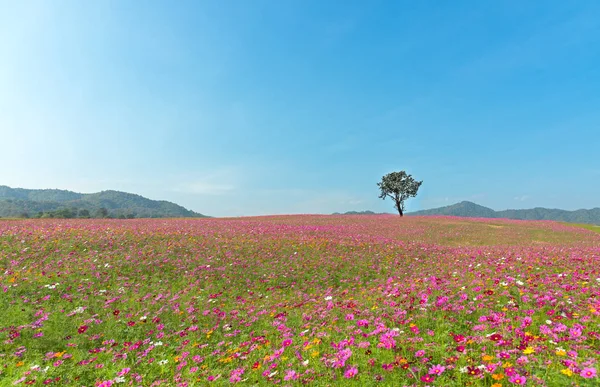 Alone Tree Cosmos Plantation Meadow Blue Cloudy Sky Summer Day — Stock Photo, Image
