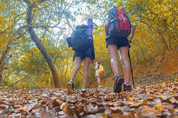 Autumn Nature Hiker Team Young Women Walking National Park Backpack — Stock Photo, Image