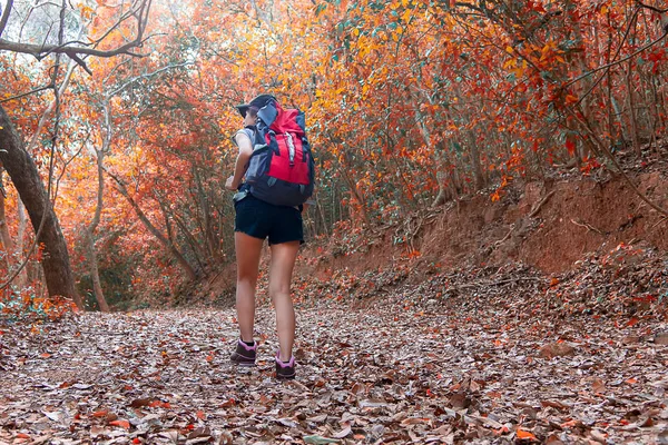 Autumn nature hiker team young women walking in national park with backpack. Woman tourist going camping in forest.  Travel Concept