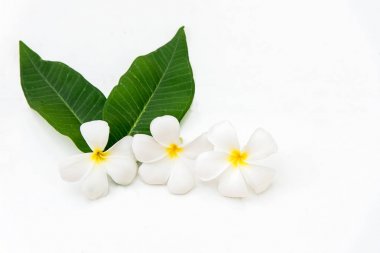 Frangipani plumeria Spa çiçek beyaz tahta üzerinde. Thai Spa. Sağlıklı kavramı.