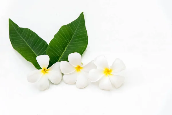 Frangipani Plumeria Spa Flower Biały Drewniany Thai Spa Pojęcie Zdrowego — Zdjęcie stockowe