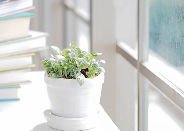 Green plant and book for relax near white window of spring time and sunny day.  Lifestyle Concept