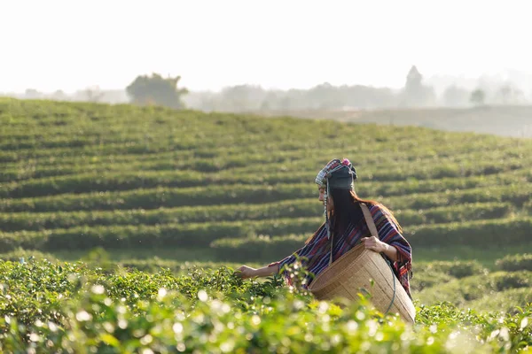 Asia Worker Farmer Women Were Picking Tea Leaves Traditions Sunrise — Stock Photo, Image