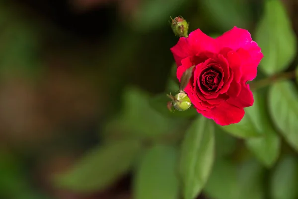 Wybierz Ostrość Czerwony Kwiat Róży Kwiat Miękkim Tle Naturalnym — Zdjęcie stockowe