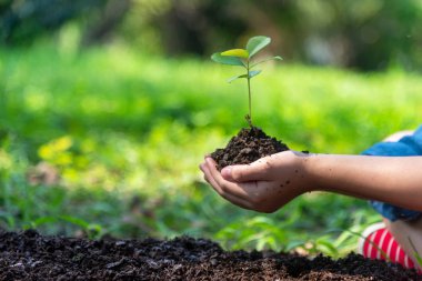 Hands child holding young plants keep environment on the back soil in the nature park of growth of plant for reduce global warming. Ecology concept.