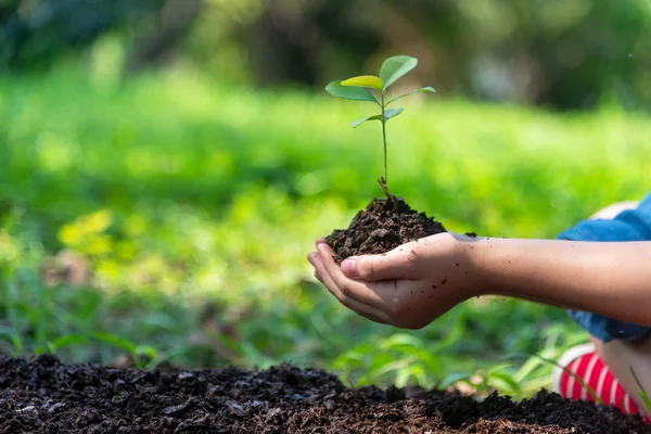 Hands Child Holding Young Plants Keep Environment Back Soil Nature — 图库照片