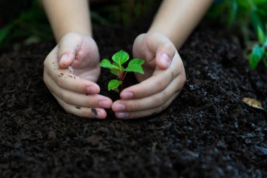 Hands child holding young plants keep environment on the back soil in the nature park of growth of plant for reduce global warming. Ecology concept.