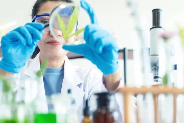 Vetenskapligt Laboratorium Kvinnlig Forskning För Marijuana Naturliga Aromatiska Hampa Olja — Stockfoto