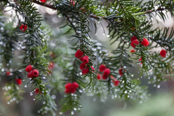 Porsuk alanında Lake Bled, Slovenya