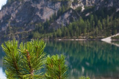 Çamın dalları üzerinde göl Di Braies, İtalya