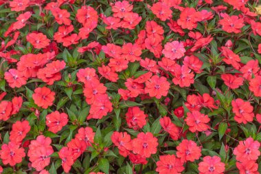 Flowerbed City Park, Slovenya