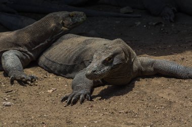 Komodo Ulusal Parkı, Endonezya'da yorgunluk ejderha