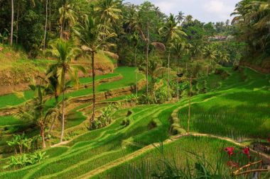 Pirinç terasları, Bali, Endonezya büyüyen
