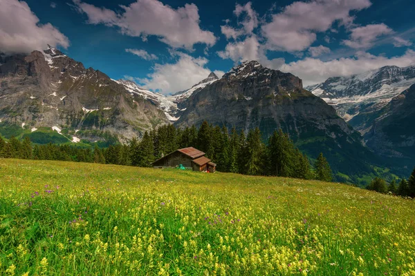 Łąka kwiaty w miejscowości Grindelwald, Szwajcaria — Zdjęcie stockowe