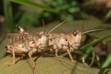 Yeşil yaprakta iki çekirge yakın çekim