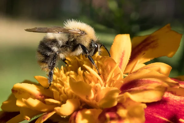Дика бджола збирає нектар — стокове фото