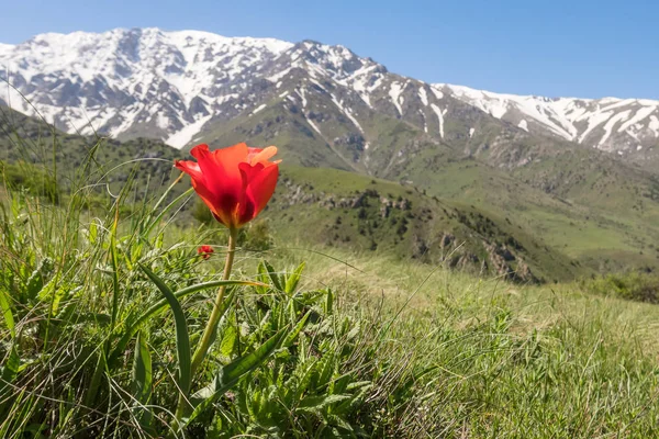 Taze lale. Tien Shan, Kazakistan 'ın eteklerinde baharın bir işareti.