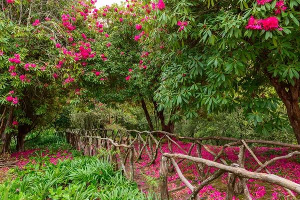 Caldeirao Verde Sahne Yolu, Madeira Adası, Portekiz