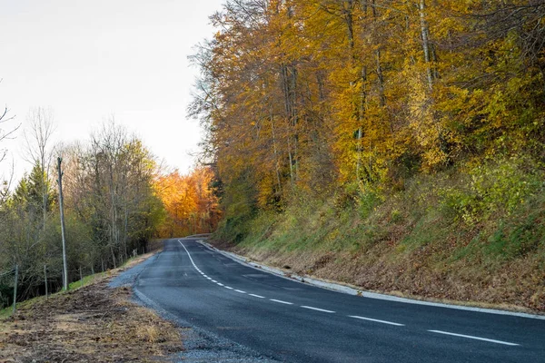 Sarı sonbahar orman Sau rezervuar Katalonya, İspanya yakınındaki yolda.