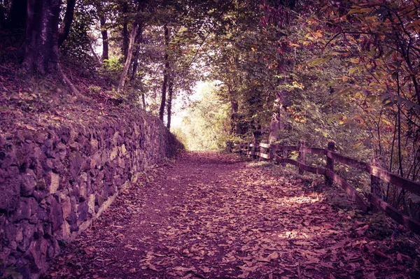 Fageda Jorda Gérone Catalogne Espagne — Photo