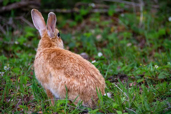 Coniglio Selvatico Nel Villaggio Rupit Catalogna Spagna — Foto Stock