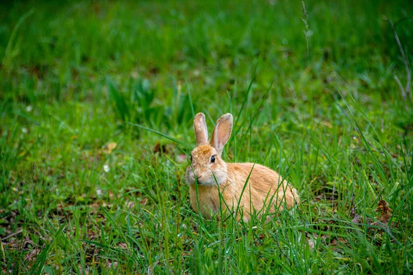 Lapin Sauvage Dans Village Rupit Catalogne Espagne — Photo