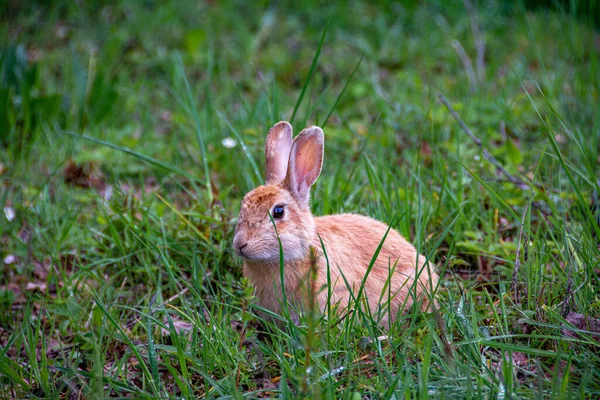 Wildkaninchen Dorf Rupit Katalonien Spanien — Stockfoto