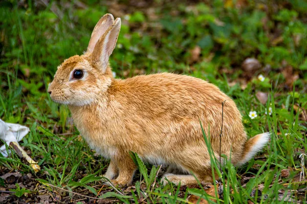 Králík Divoký Vesnici Rupit Katalánsku Španělsko — Stock fotografie