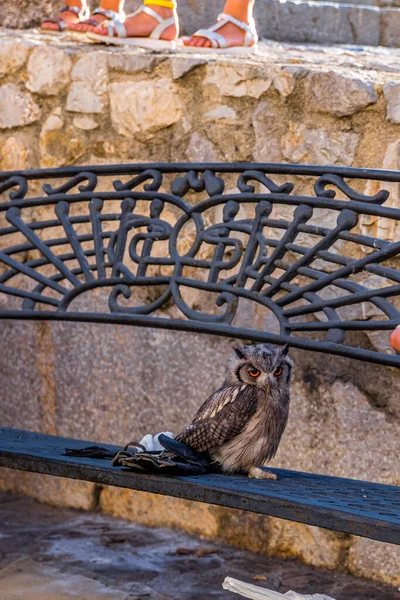 Spanya Castellon Daki Peniscola Kalesi Kasabası — Stok fotoğraf