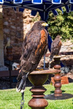 Montblanc köyündeki Raptor fuarı Tarragona, Katalonya, İspanya