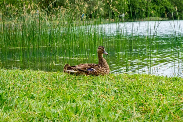 Banyoles Katalóniában Spanyolországban — Stock Fotó