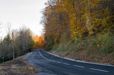 Sarı sonbahar ormanında yol