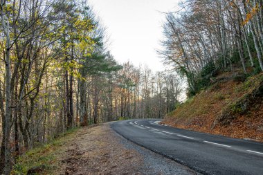 Sarı sonbahar ormanında yol