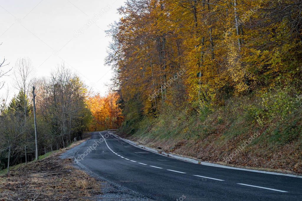 Road in yellow autumn forest