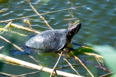 Barcelona 'daki Filipinler Bölgesi' ndeki Kaplumbağa (Katalonya)