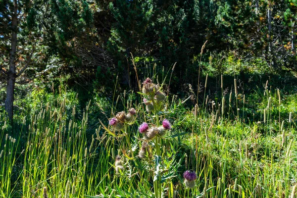 Vall Nuria Pyrenéerna Spanien — Stockfoto