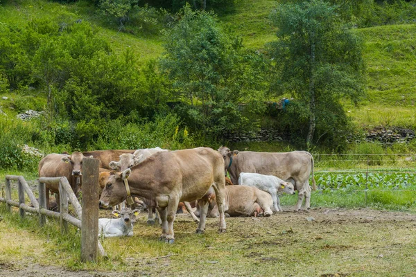 Wild Cows Mountain Andorra — Stock Photo, Image