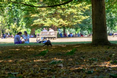 Londra, İngiltere 'deki St. James Parkı.