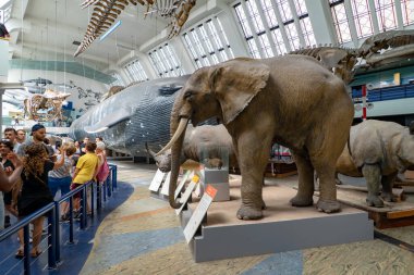 İngiltere, Londra 'daki Doğal Tarih Müzesi.