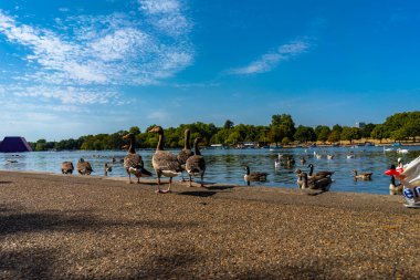 Londra 'daki Hyde Gölü Parkı, İngiltere, İngiltere.