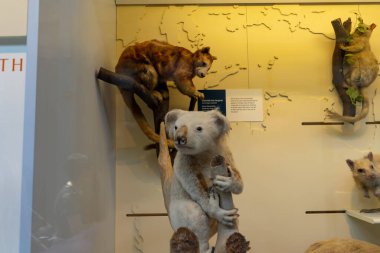 İngiltere, Londra 'daki Doğal Tarih Müzesi.